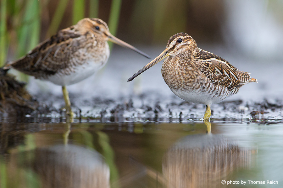 Common Snipe male and female