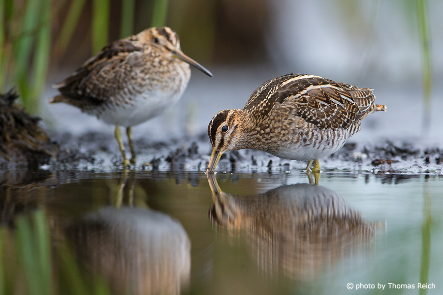 Hungry Common Snipe birds