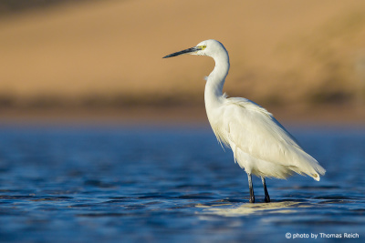 Little egret stands in shallow waters
