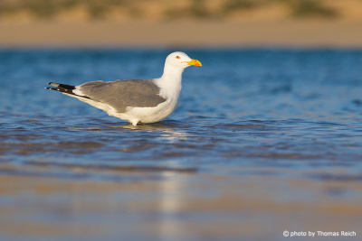 Yellow-legged Gull breeding plumage