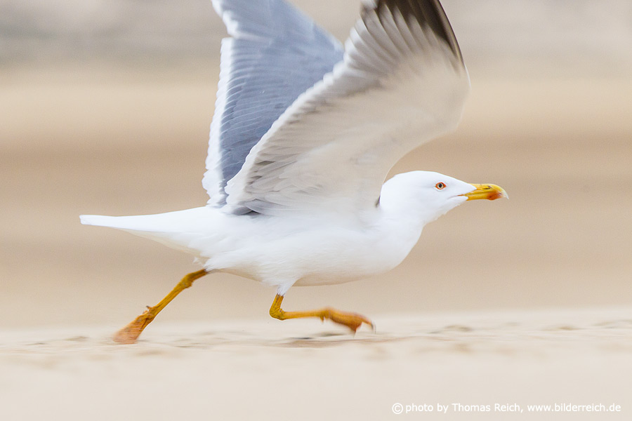 Yellow-legged Gull flight start