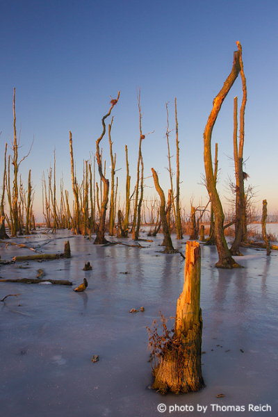 Bog lagoon in winter, Große Rosin