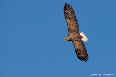 White-tailed Eagle screaming in flight