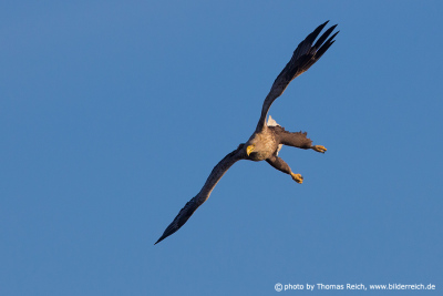 White-tailed eagle in the blue sky