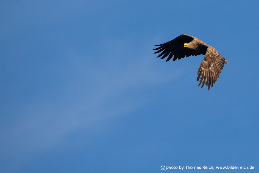 White-tailed eagle circles in blue sky