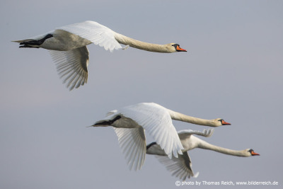 Mute Swans aerial image
