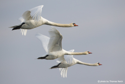 Three Mute Swans flying