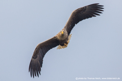 White-tailed eagle fixes prey from the air