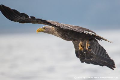 Rising White-tailed eagle with captured fish