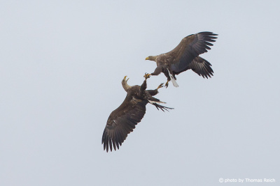 Mating White-tailed Eagles in flight
