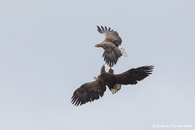 Mating White-tailed Eagles in the sky