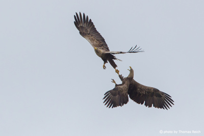 White-tailed Eagles Mating flight