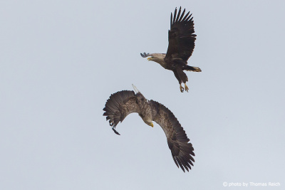 White-tailed Eagles Mating