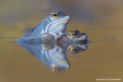 Moor Frog couple