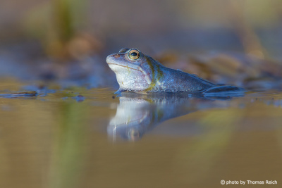 Moor Frog in the pond
