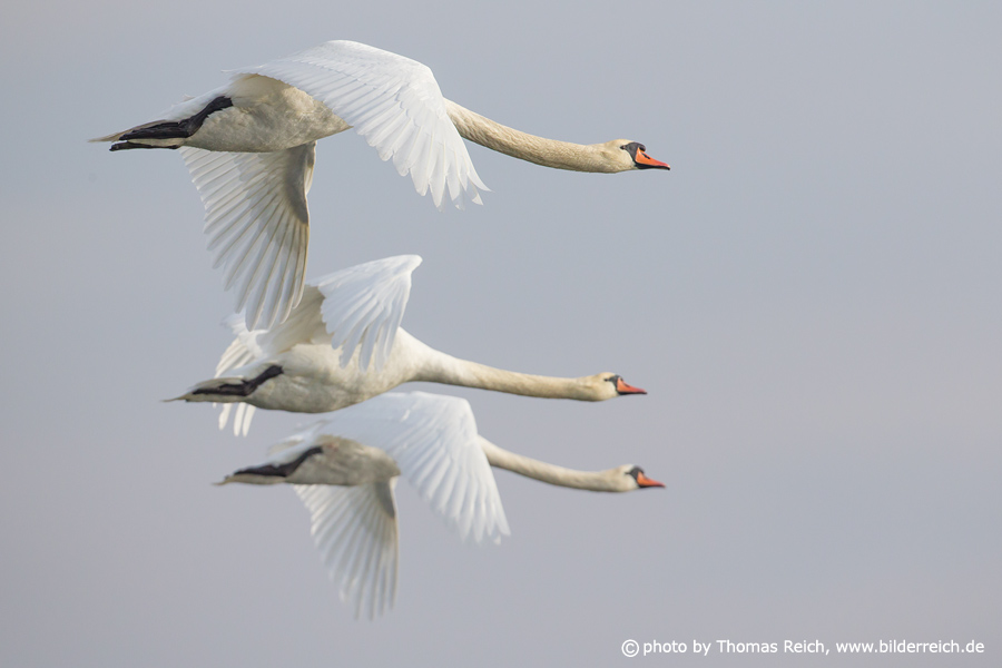 Three flying Mute Swans