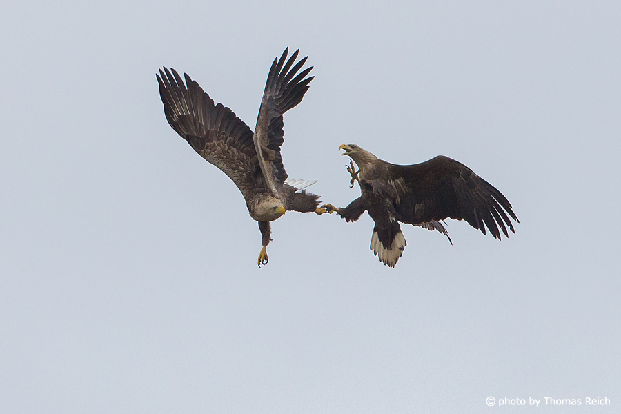 White-tailed Eagles Mating mid-air