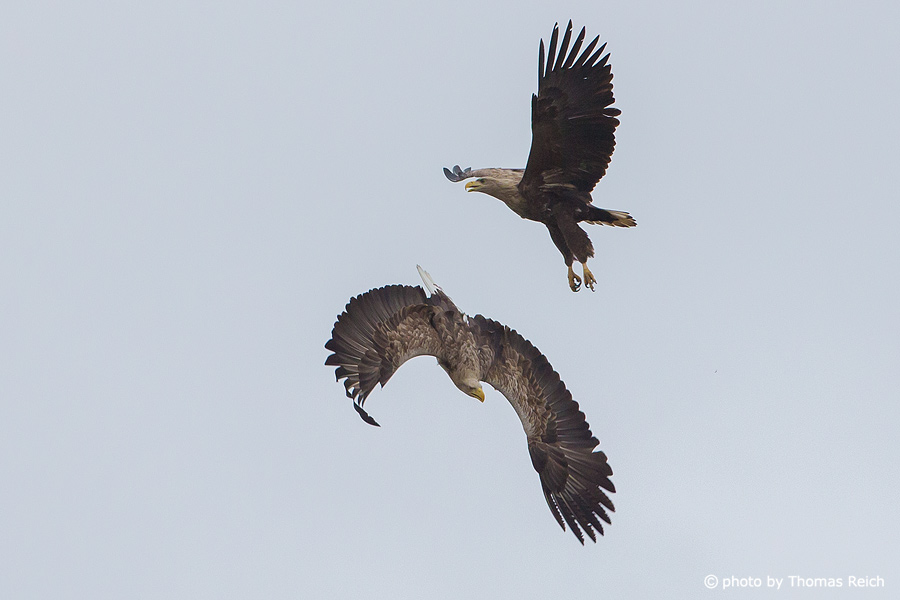 White-tailed Eagles Mating