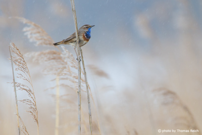 Bluethroat in reeds