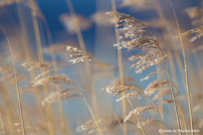 Common Reed with snowflakes