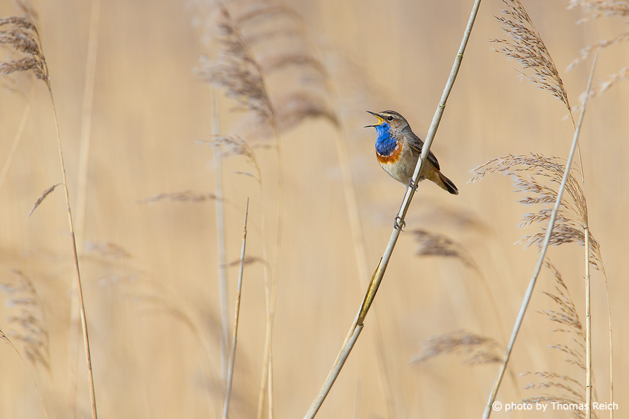 Bluethroat sings in reeds