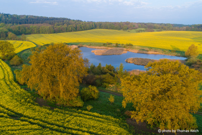 Rapeseed field in spring, Mecklenburg Switzerland