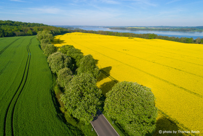 Rapeseed field and avenue of trees