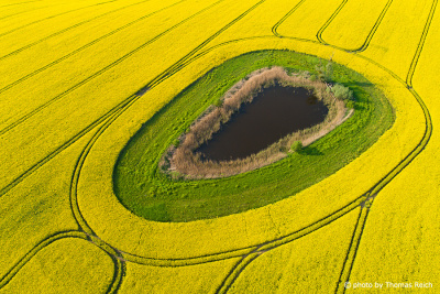 Pond in the rapeseed field