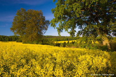 Rapeseed blossoms
