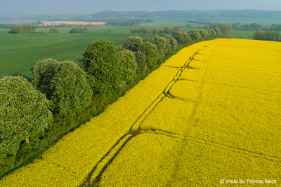 Chestnut avenue by the rapeseed field