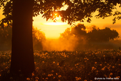 Dandelion meadow in the morning light