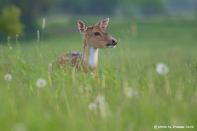 Fallow Deer standing in the grass