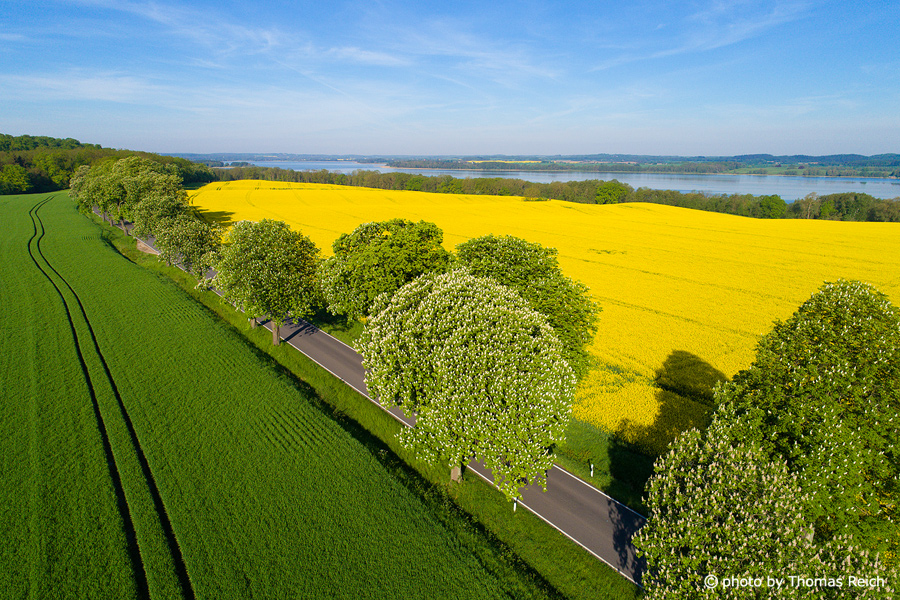 Chestnut avenue by the rapeseed field and lake
