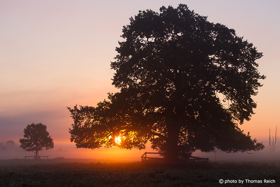 Common oak at sunrise