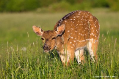 Fallow Deer in summer