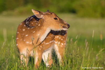 Juvenile Fallow Deer