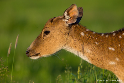 Fallow Deer female
