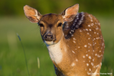 Fallow Deer close up