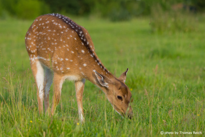 Fallow Deer feeding on meadow