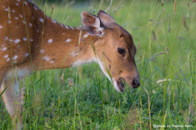 Fallow Deer eating grass