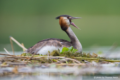 Great Crested Grebe sound