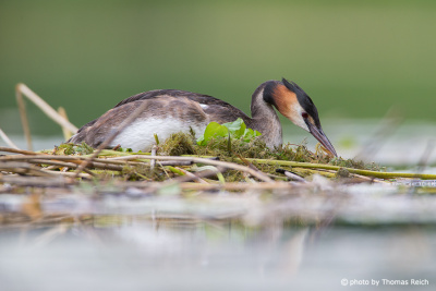Great Crested Grebe at nest in springtime