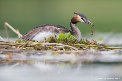 Great Crested Grebe nest construction