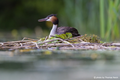 Great Crested Grebe at nest