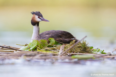 Great Crested Grebe breeds on nest