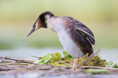 Great Crested Grebe stands on nest