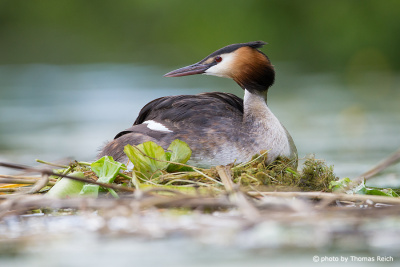 Great Crested Grebe nest, Germany