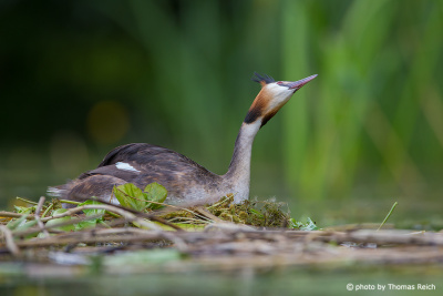 Great Crested Grebe sitting on nest