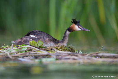 Great Crested Grebe defends nest