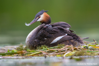 Great Crested Grebe hatchs their eggs